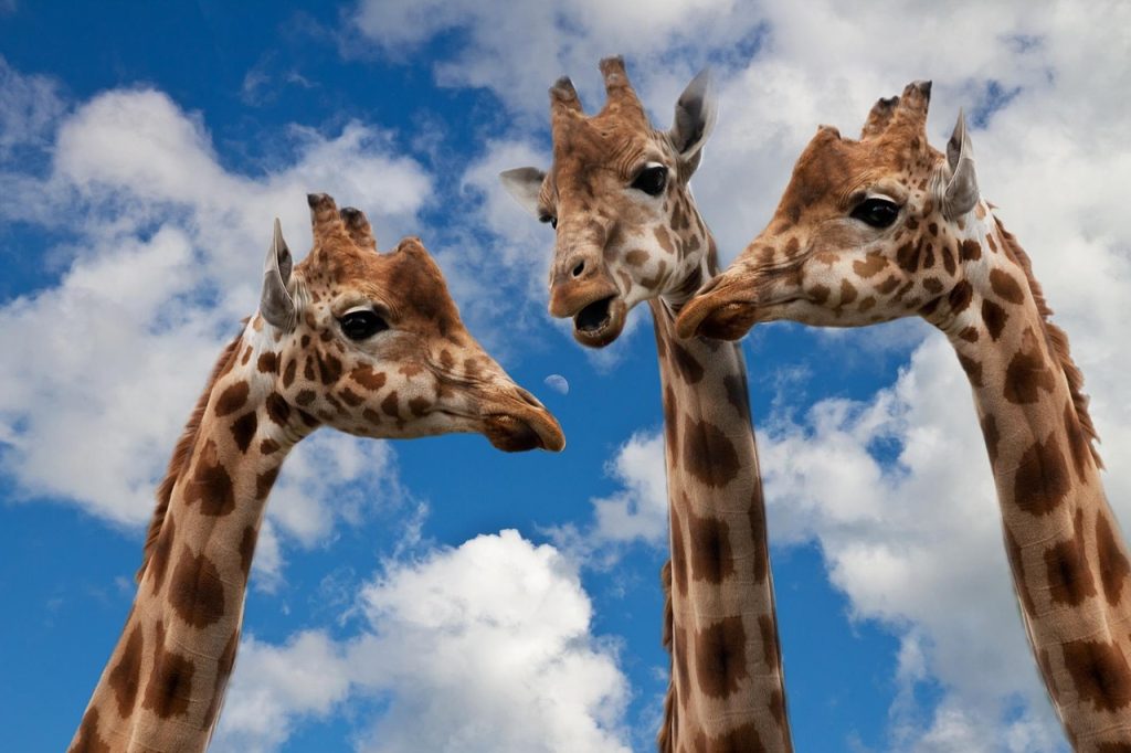 giraffes, entertainment, discussion, height, conversation, dialog, to speak, news, social, friends, group, social network, chat, team, communicate, communication, share with, exchange, friendship, debate, dispute, speech and conversational exchange, interview, exchange of ideas, change speech, giraffes, discussion, discussion, discussion, discussion, discussion, conversation, conversation, conversation, conversation, team, debate, debate, interview